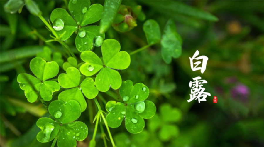 白露時節(jié)！ 金環(huán)電器提醒大家要注意這些事項